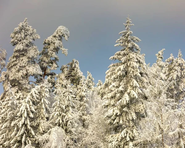Winter forest with snow covered branches — Stock Photo, Image