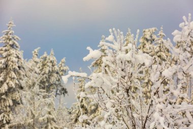 Karla kaplı dalları olan kış ormanı