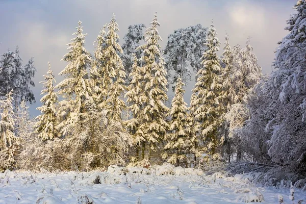Forêt d'hiver avec branches enneigées — Photo