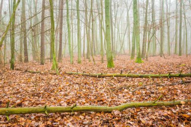 Güzel sonbahar orman landscap