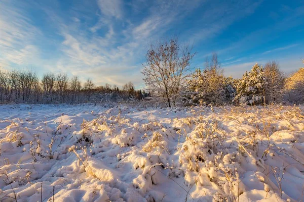 Sneeuw bedekt landschap met bomen — Stockfoto
