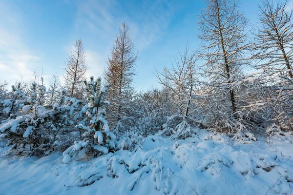 Fantastyczne rano Zima Krajobraz — Zdjęcie stockowe