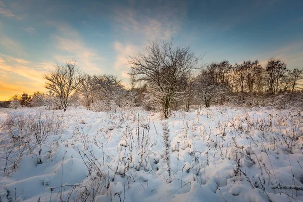 Schnee bedeckte Landschaft mit Bäumen — Stockfoto