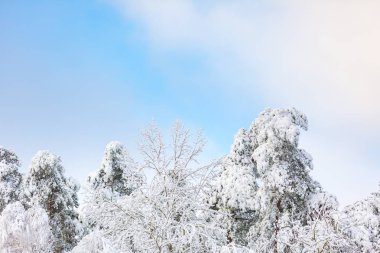 Güzel kış ağaç dalları kar bir sürü
