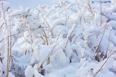 Bitkileri taze kar altında