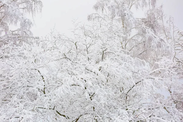 Hermosos árboles de invierno ramas con mucha nieve —  Fotos de Stock