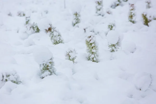 Pequenos pinheiros sob neve . — Fotografia de Stock