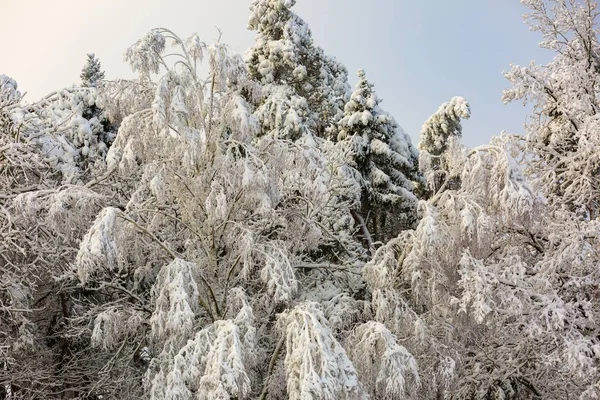 Belles branches d'arbres d'hiver avec beaucoup de neige — Photo