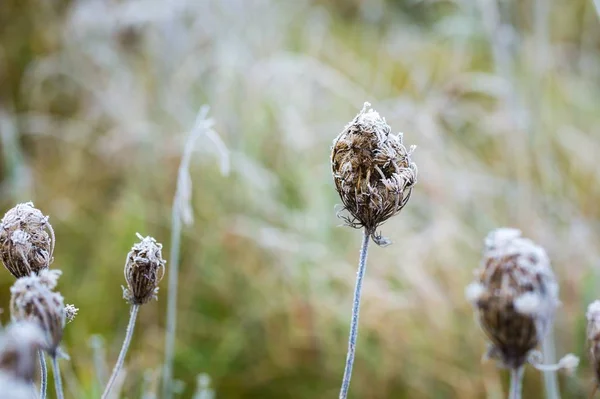 Hoarfrost su impianto — Foto Stock