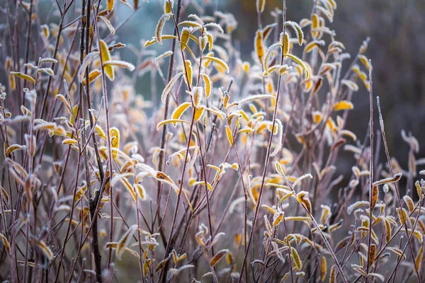 Rime en las plantas en el frío día de invierno — Foto de Stock