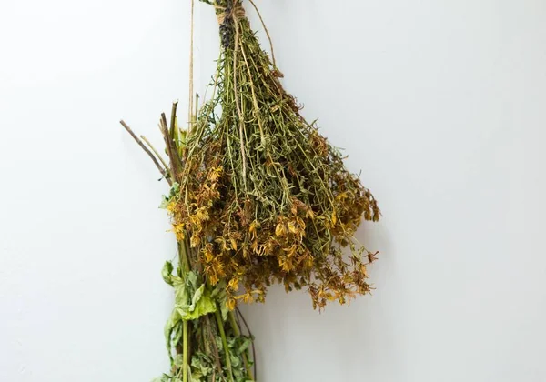 Drying herbs hanging on white wall — Stock Photo, Image