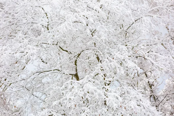 Belos galhos de árvores de inverno com muita neve — Fotografia de Stock