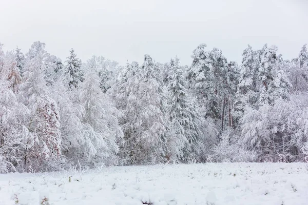 Forêt d'hiver avec branches enneigées — Photo