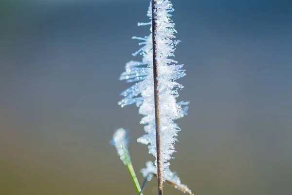 Close up van rime op planten. — Stockfoto