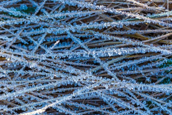 Estrutura de gelo em plantas — Fotografia de Stock