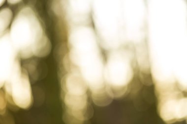 Kış orman bokeh arka plan