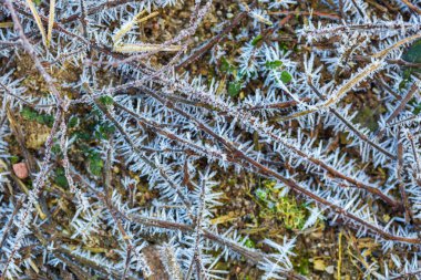 Bitkiler üzerinde buz yapısı