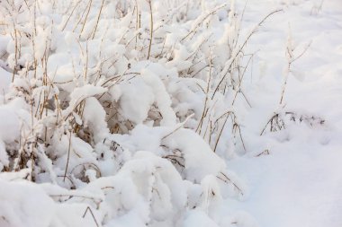 Bitkileri taze kar altında