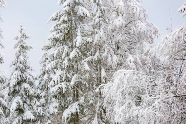 Karla kaplı dalları olan kış ormanı