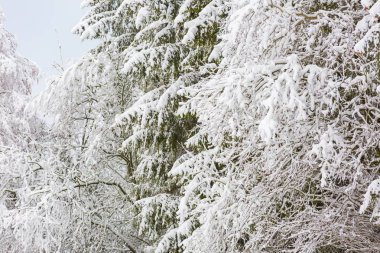 Karla kaplı dalları olan kış ormanı