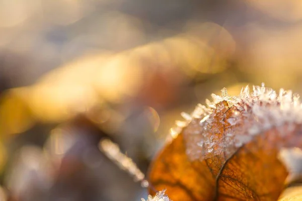 Close up of fallen leaf with rime — Stock Photo, Image