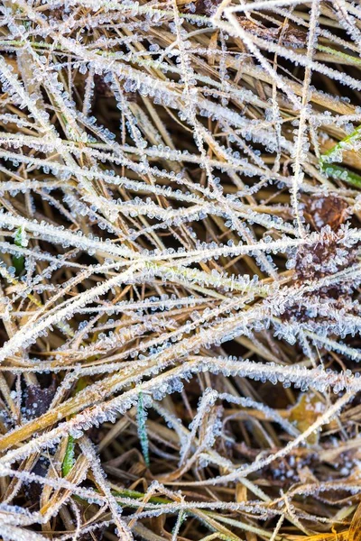 Struktura ledu na rostliny — Stock fotografie