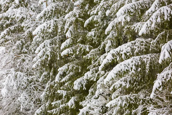 Winter forest with snow covered branches — Stock Photo, Image