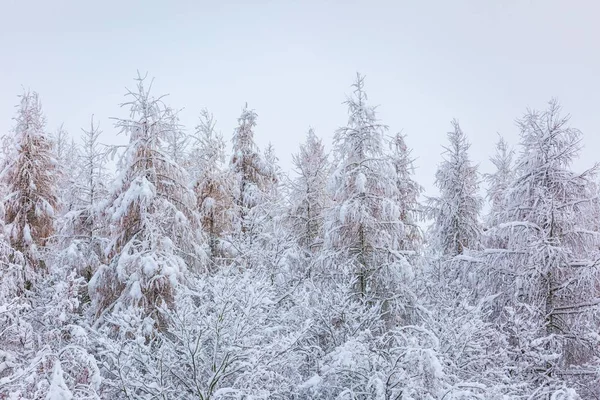 Forêt d'hiver avec branches enneigées — Photo