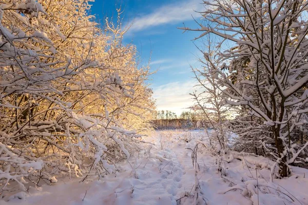 Campo cubierto de nieve con árboles —  Fotos de Stock