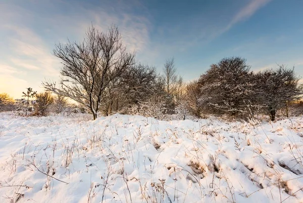 Campagna innevata con alberi — Foto Stock