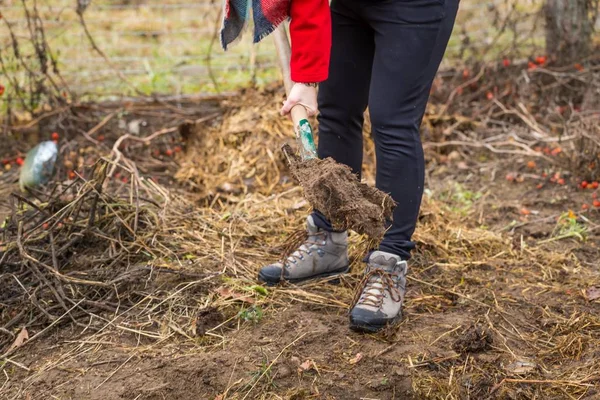 Vrouw graven met spade in tuin — Stockfoto