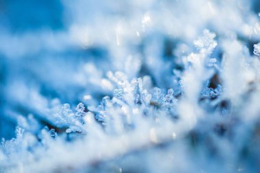 İn Rime'ı bitkiler üzerinde yakın çekim. 