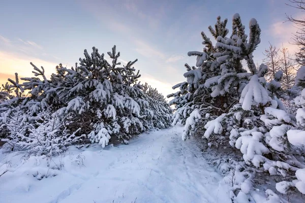 Fantástica paisagem de inverno da manhã — Fotografia de Stock