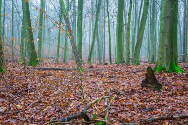 Güzel sonbahar orman landscap