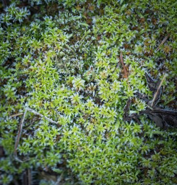 Yeşil yosun in rime'ı