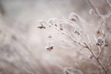 bitkiler üzerinde kırağı