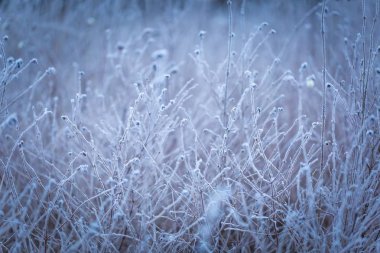 bitkiler üzerinde kırağı
