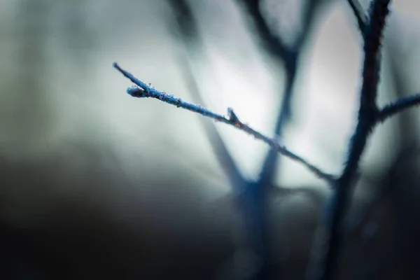 霜で枯れた木小枝のクローズ アップ — ストック写真