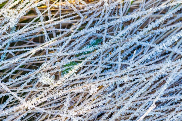 Ice structure on plants — Stock Photo, Image