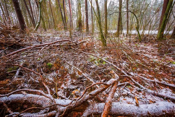 Paisaje húmedo y depresivo del bosque de invierno — Foto de Stock