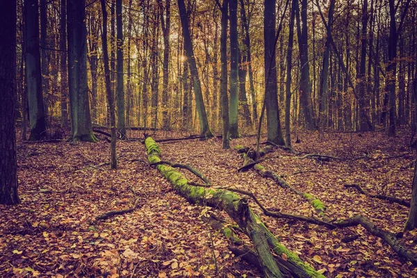 Осенний лес в винтажных тонах — стоковое фото