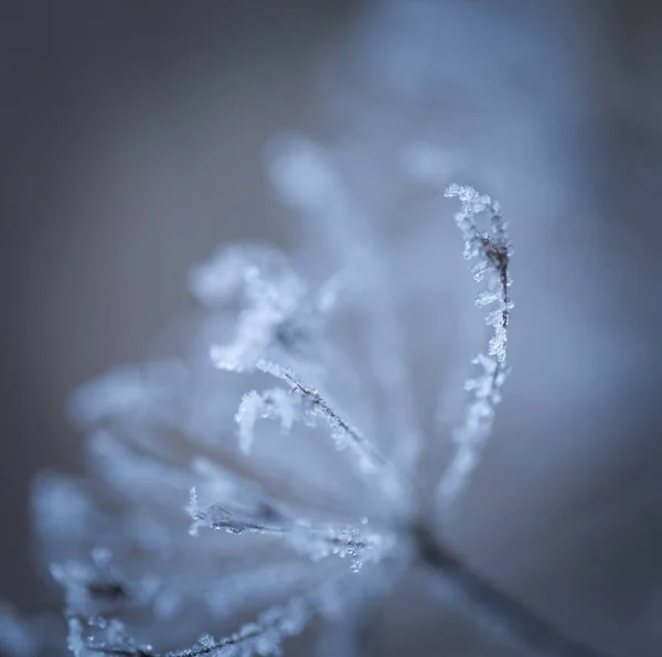 Macro de planta com rime . — Fotografia de Stock