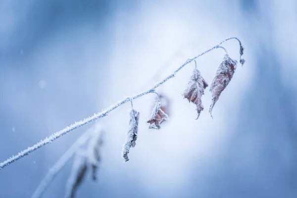 Schöner gefrorener Ast mit abgestorbenen Blättern — Stockfoto