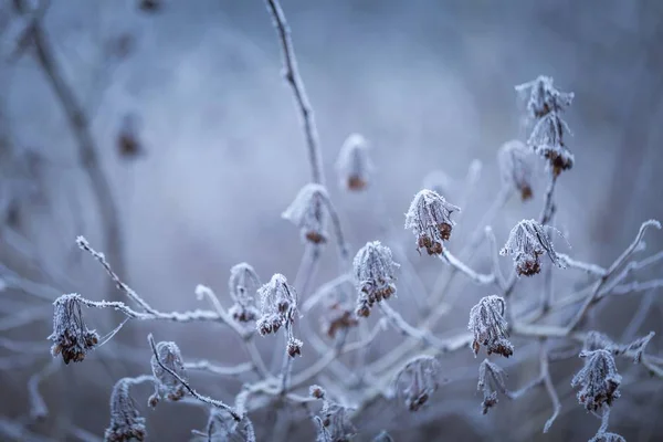 Rime op planten — Stockfoto