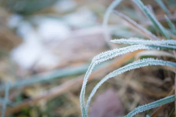 Frosted gras in close up. — Stockfoto