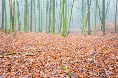Güzel sonbahar orman landscap