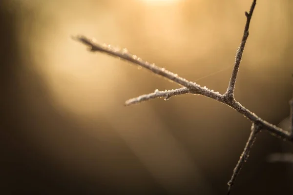 수 빙으로 시 든된 나무 나뭇가지의 클로즈업 — 스톡 사진
