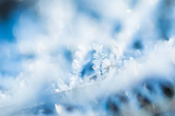 植物に霜のクローズ アップ. — ストック写真