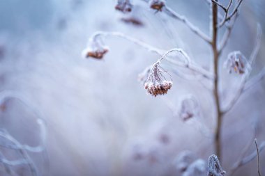 bitkiler üzerinde kırağı