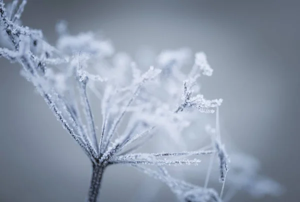 Macro de planta com rime . — Fotografia de Stock